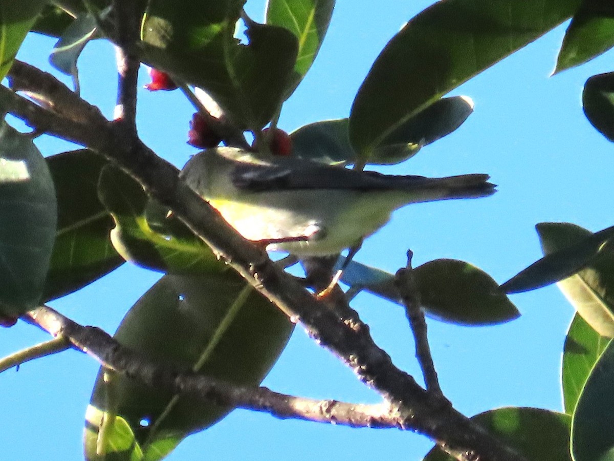 Очковая древесница - ML644272191