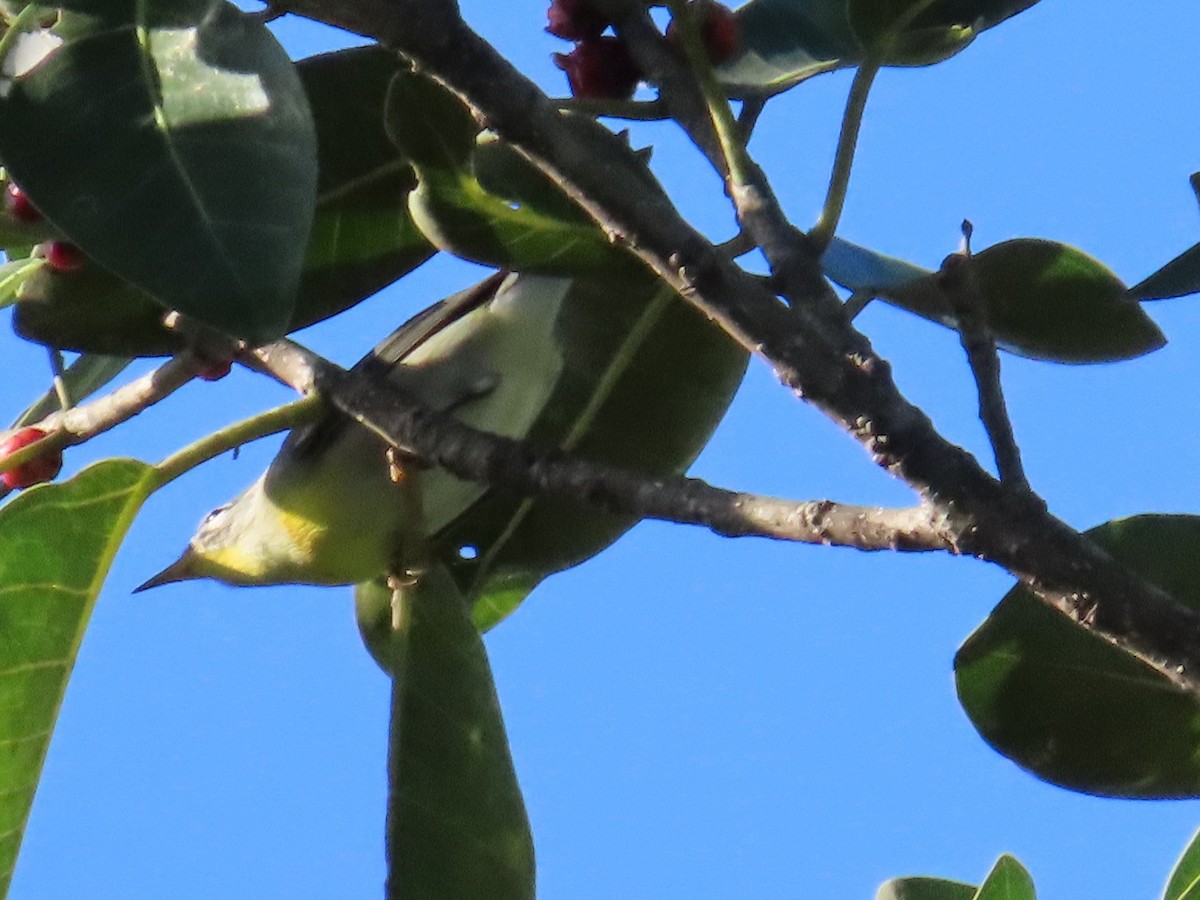 Очковая древесница - ML644272200