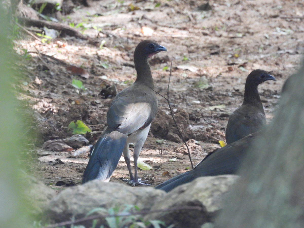 Chestnut-winged Chachalaca - ML644272207