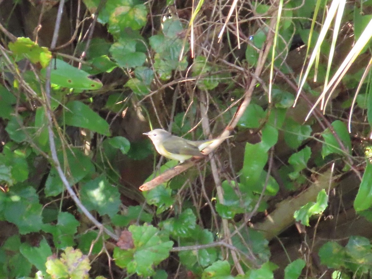 Kızıl Kuyruklu Ötleğen - ML644272216