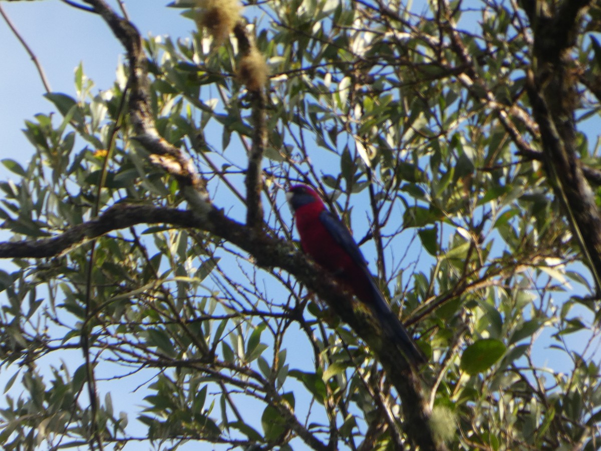 Crimson Rosella (Crimson) - ML644272220