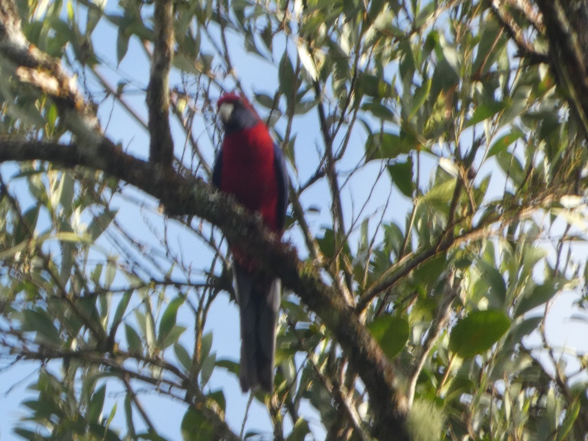 Crimson Rosella (Crimson) - ML644272221