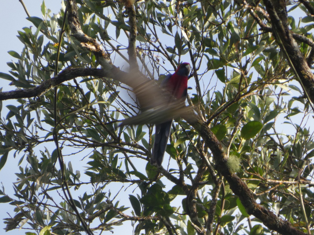 Crimson Rosella (Crimson) - ML644272222