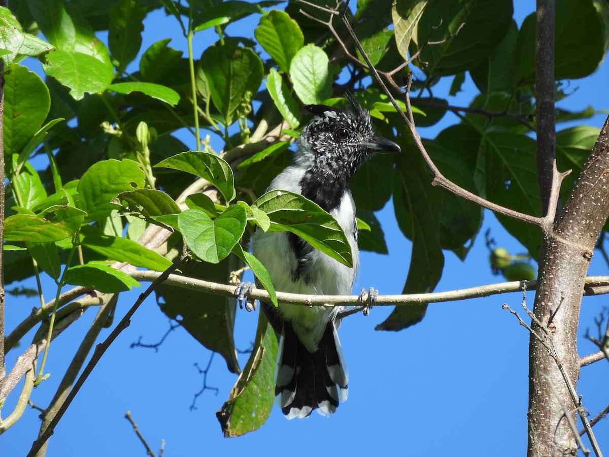 Black-crested Antshrike - ML644272223