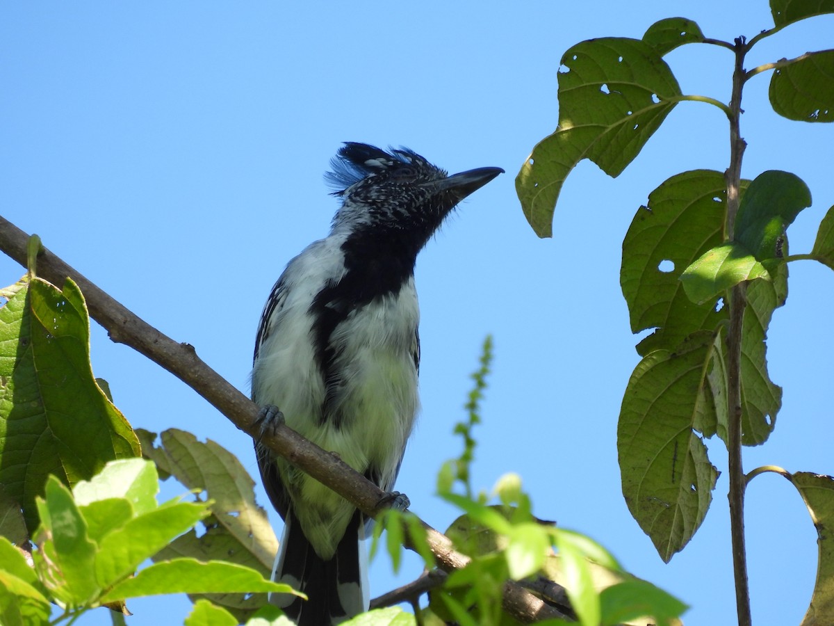 Black-crested Antshrike - ML644272224