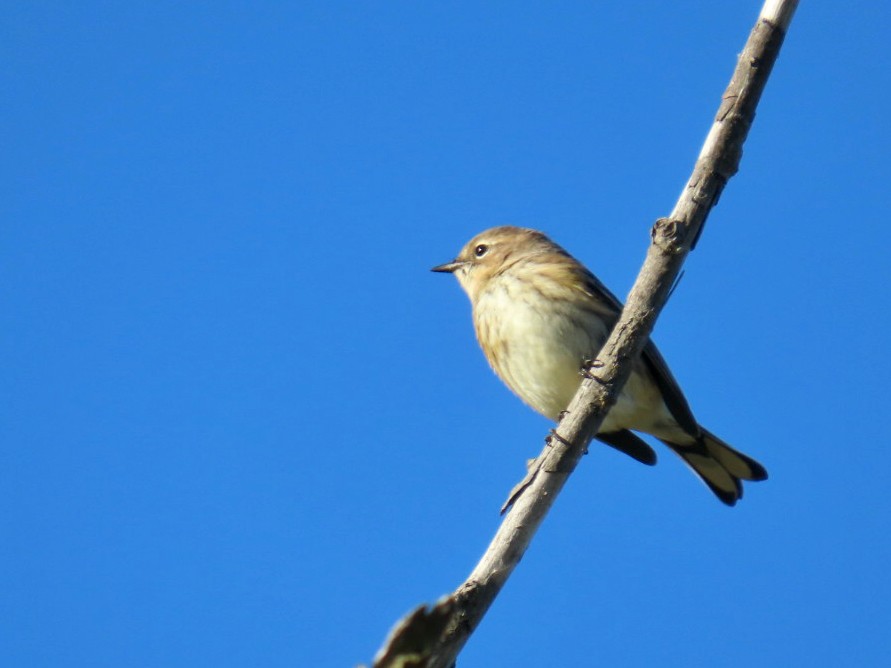 myrteparula (coronata) - ML644272225