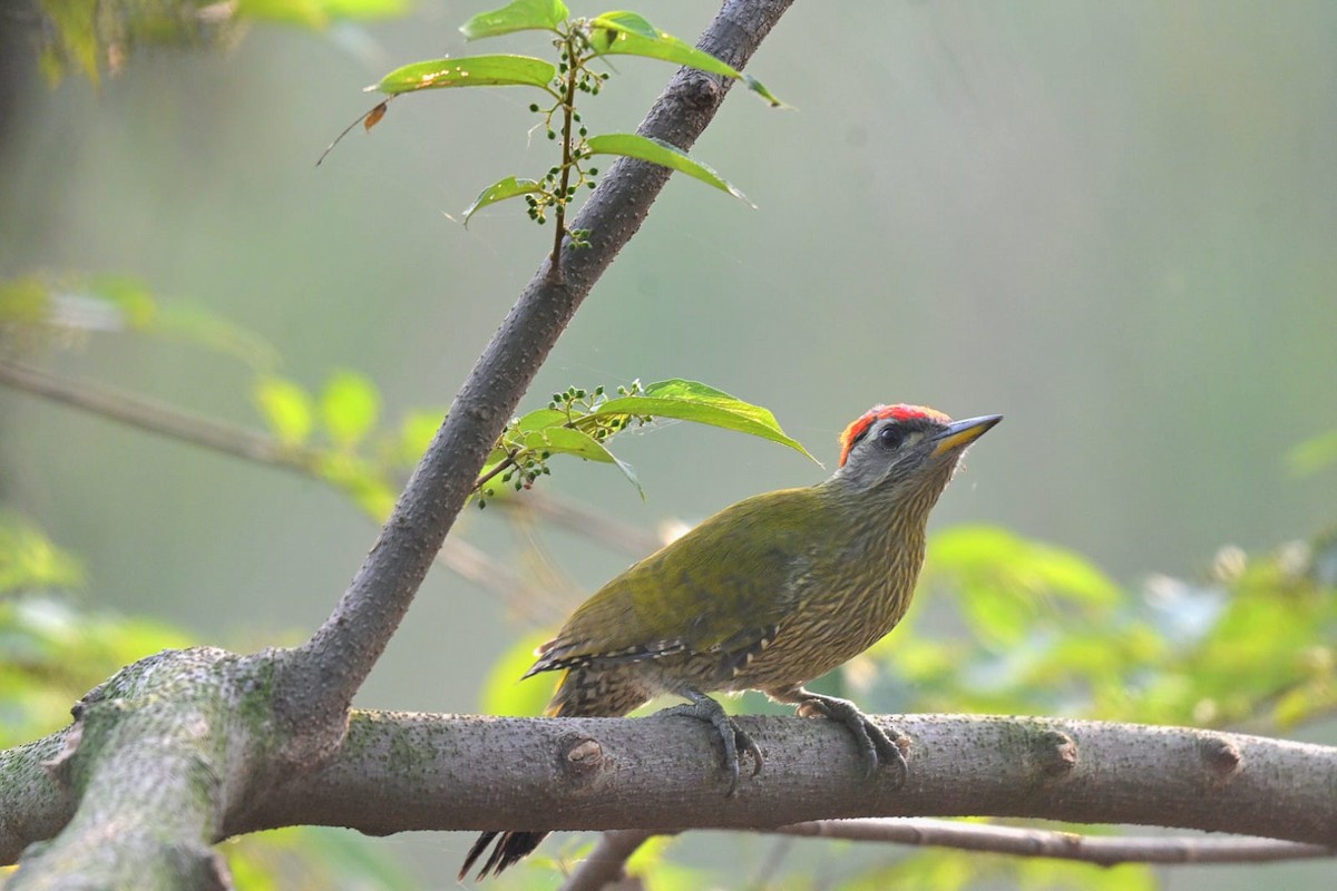 Pito Culigualdo - ML644272228