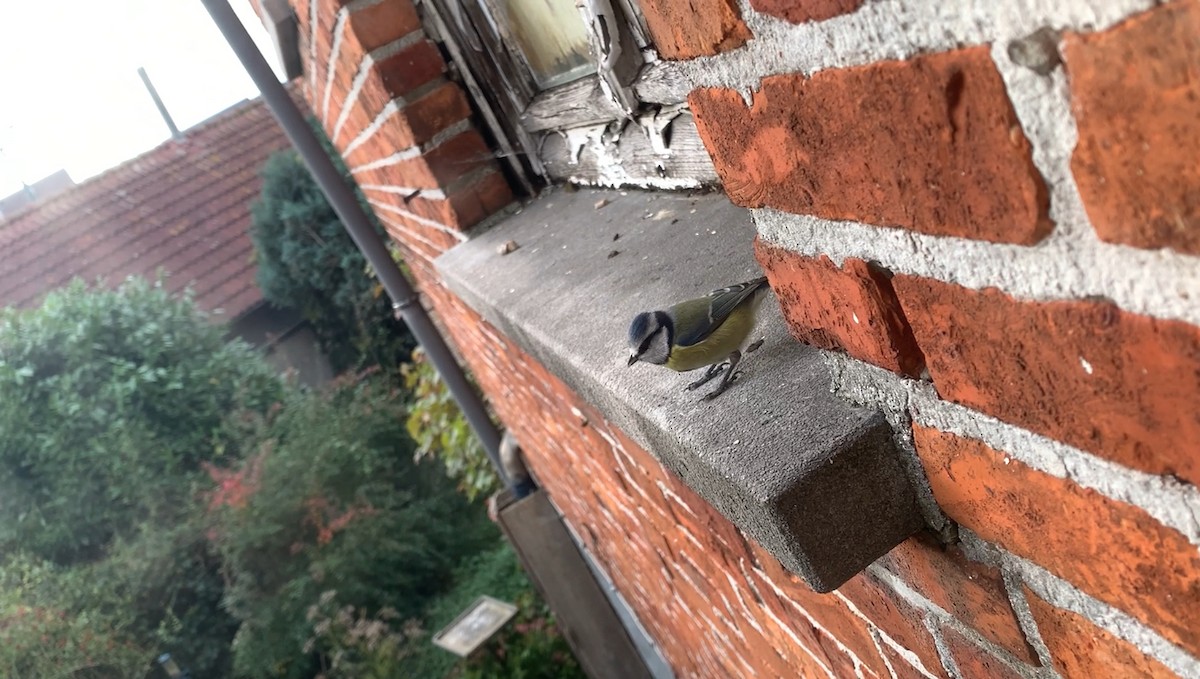 Eurasian Blue Tit - ML644272230