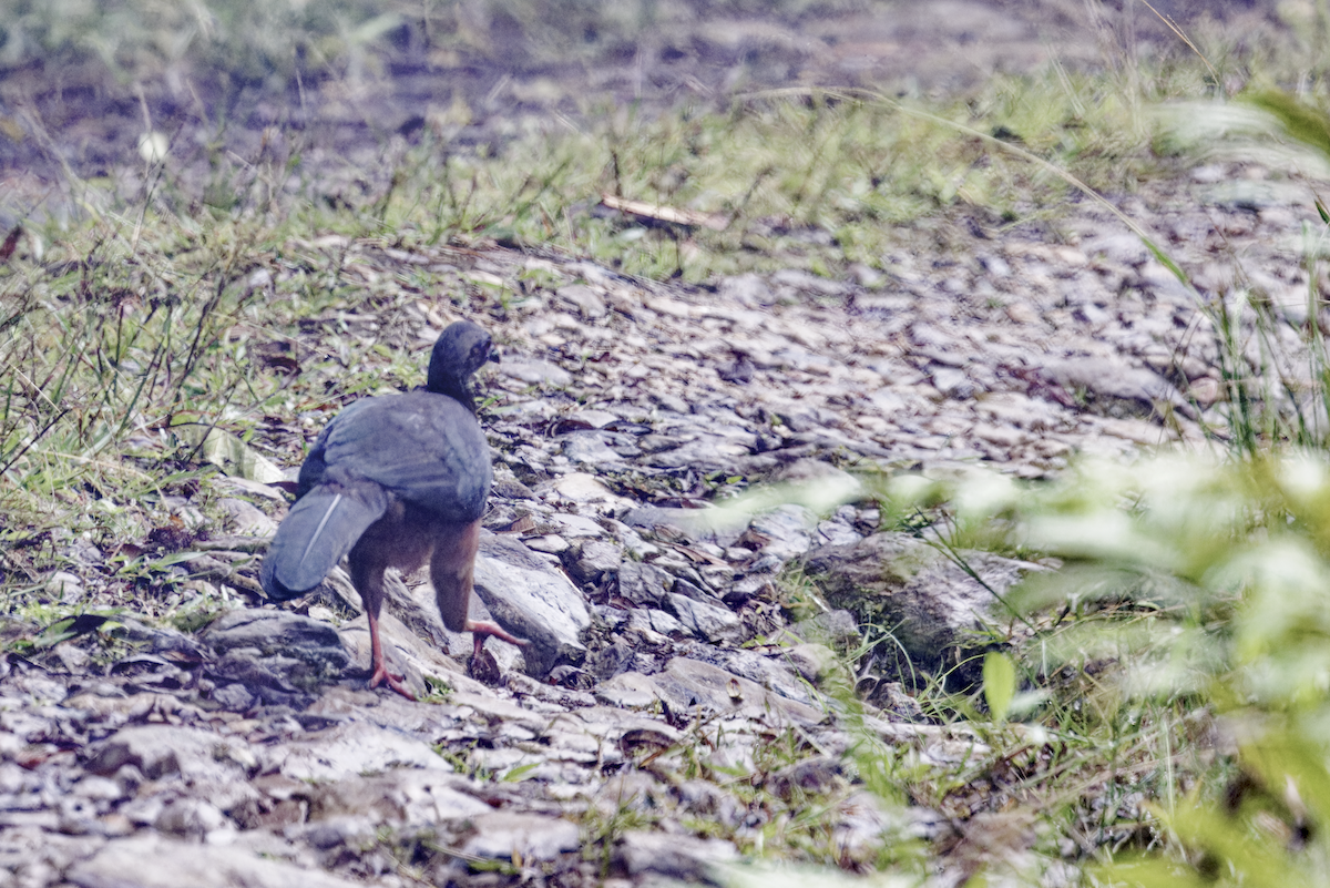 Sickle-winged Guan - ML644272240