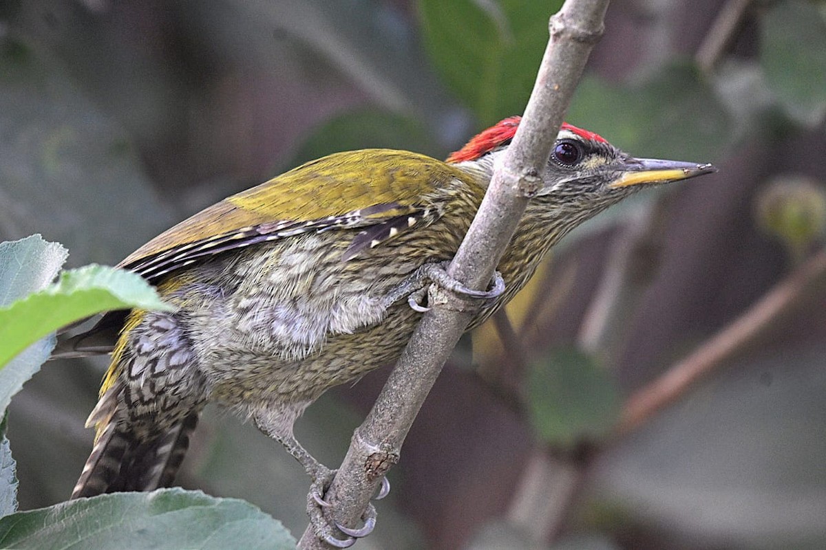 Pito Culigualdo - ML644272243