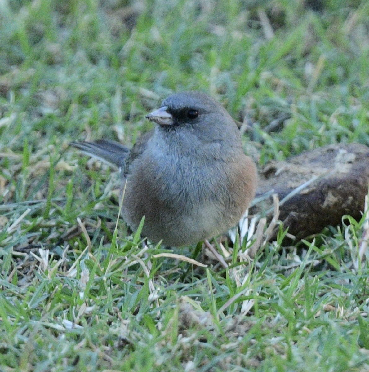 Dark-eyed Junco (Pink-sided) - ML644272264