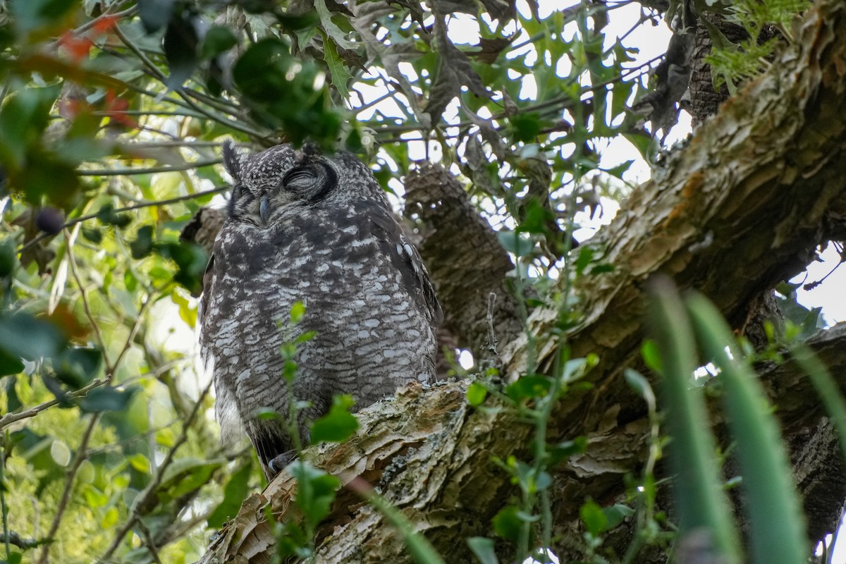 Grand-duc africain - ML644272266