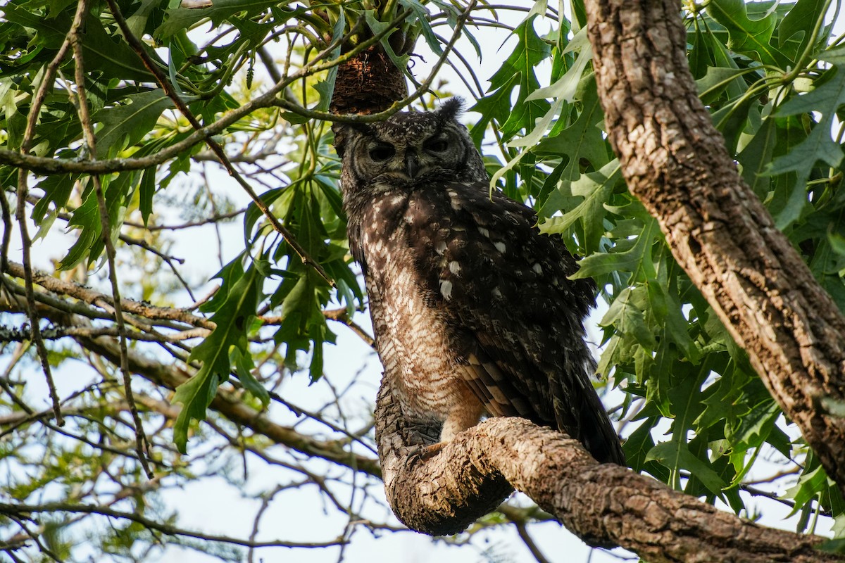 Grand-duc africain - ML644272267