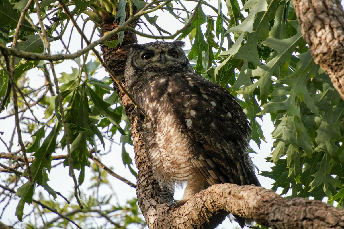 Grand-duc africain - ML644272268