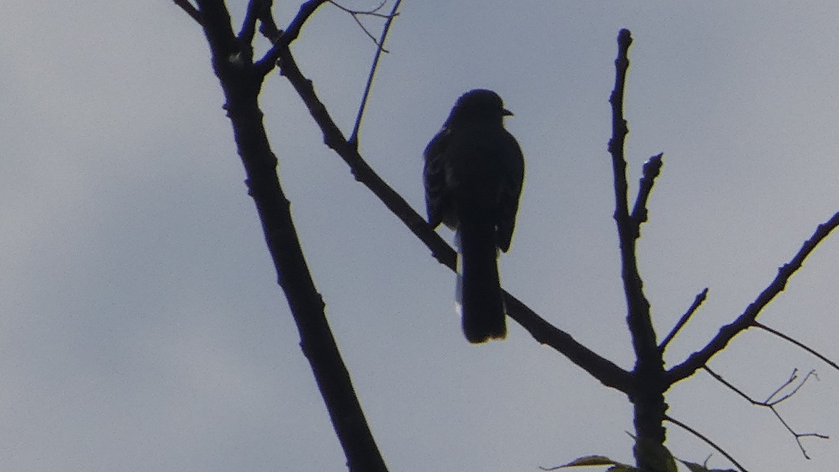 brunhodetrupial - ML644272269