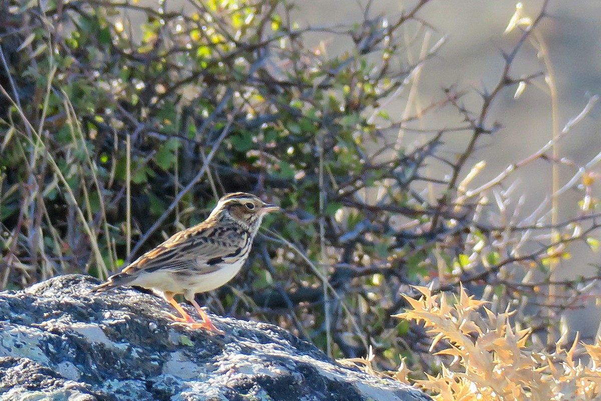 Wood Lark - ML644272273