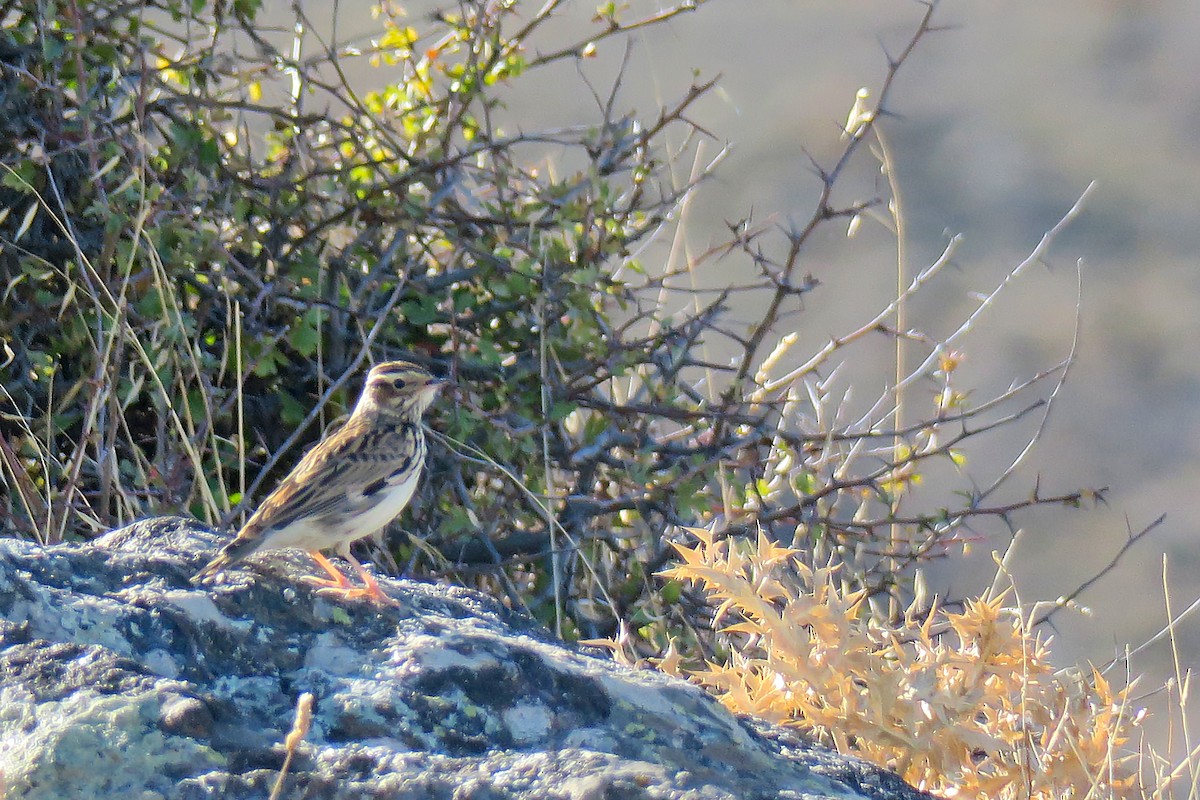 Wood Lark - ML644272274