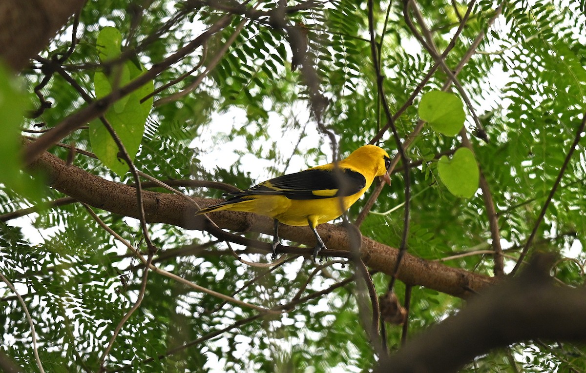 זהבן הודי - ML644272275