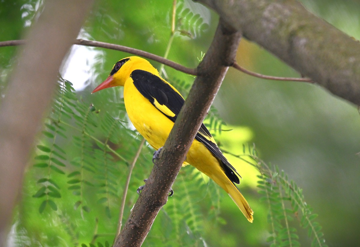 זהבן הודי - ML644272276