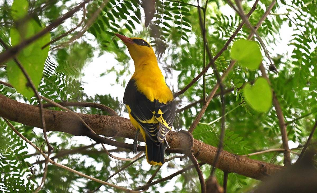 זהבן הודי - ML644272277