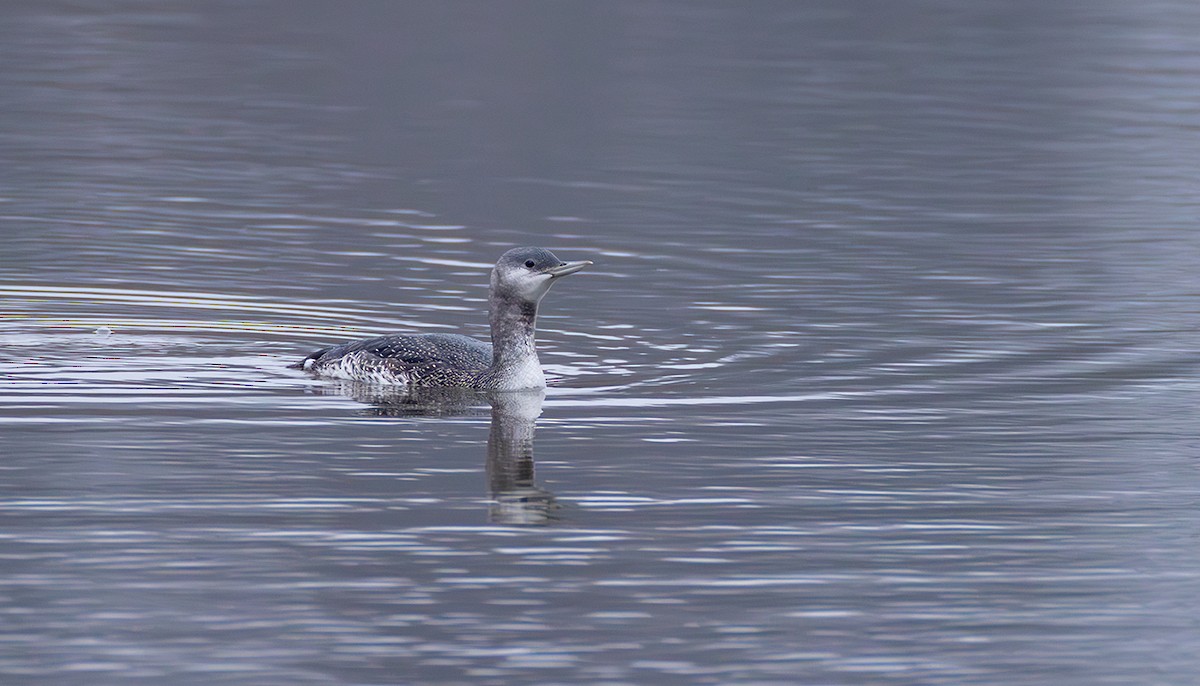 Plongeon catmarin - ML644272283