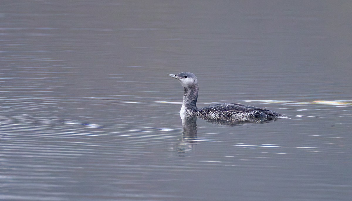Plongeon catmarin - ML644272284