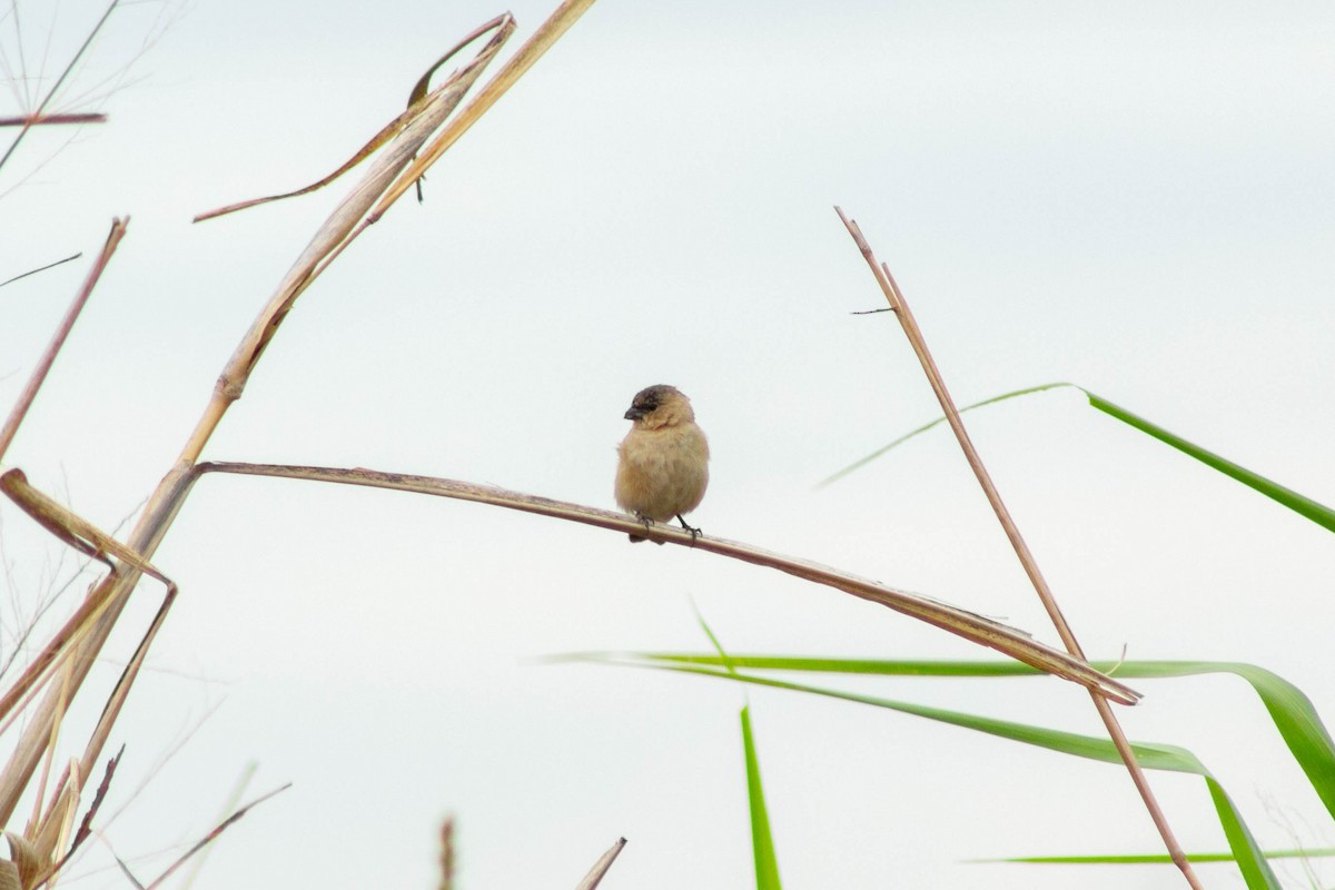 Copper Seedeater - ML644272285