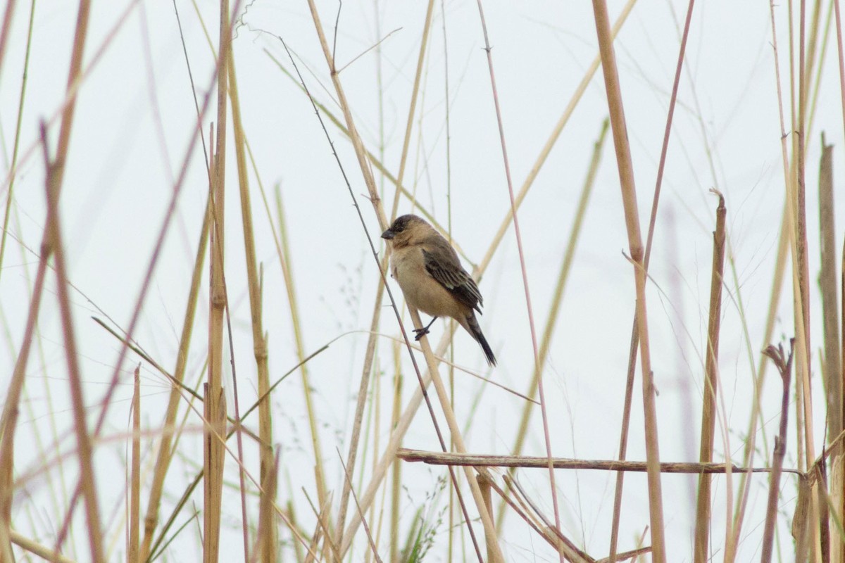 Copper Seedeater - ML644272287