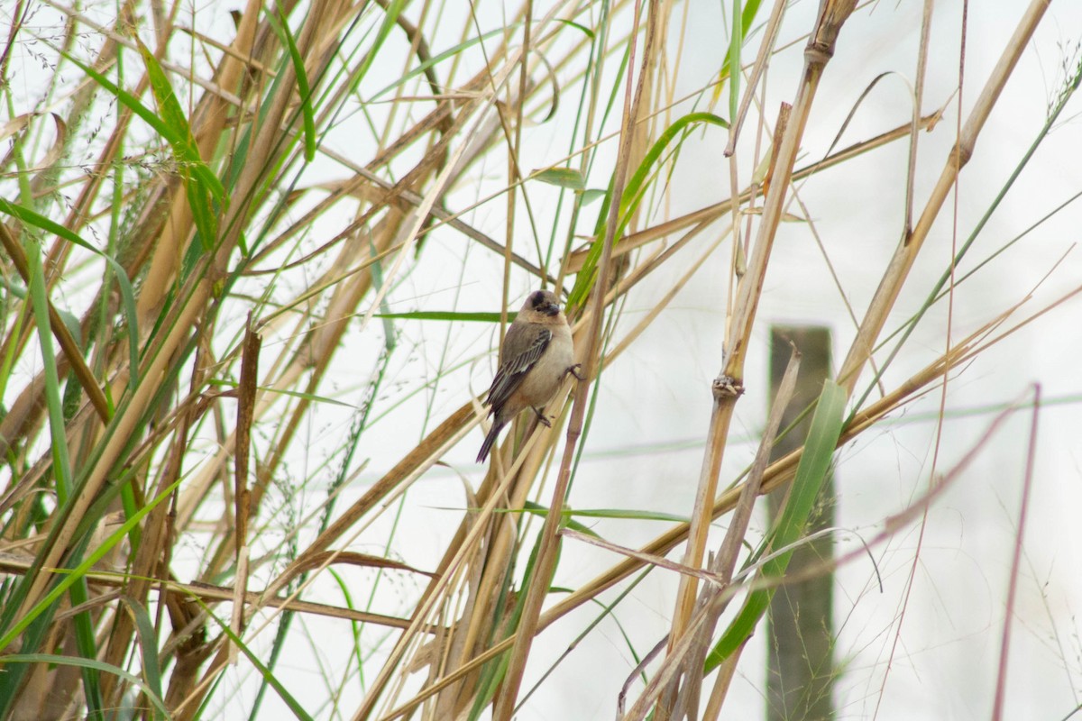 Copper Seedeater - ML644272288
