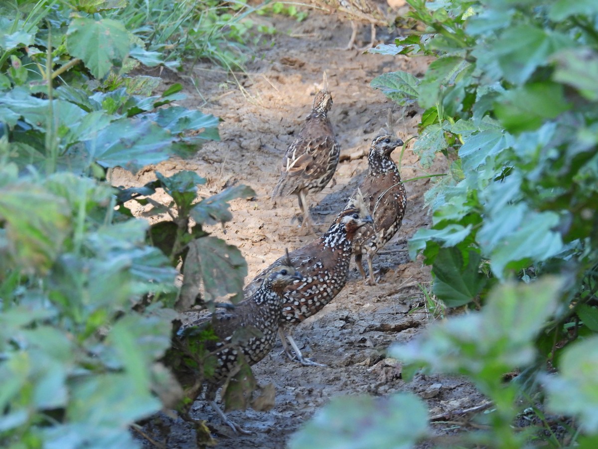 Crested Bobwhite - ML644272290