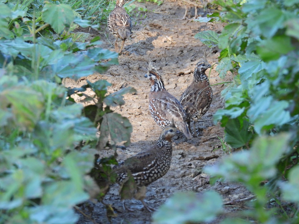Crested Bobwhite - ML644272291