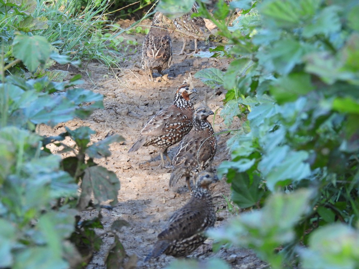 Crested Bobwhite - ML644272292