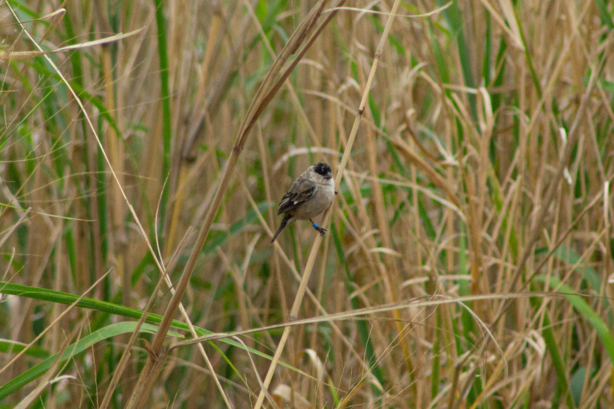 Pearly-bellied Seedeater - ML644272293