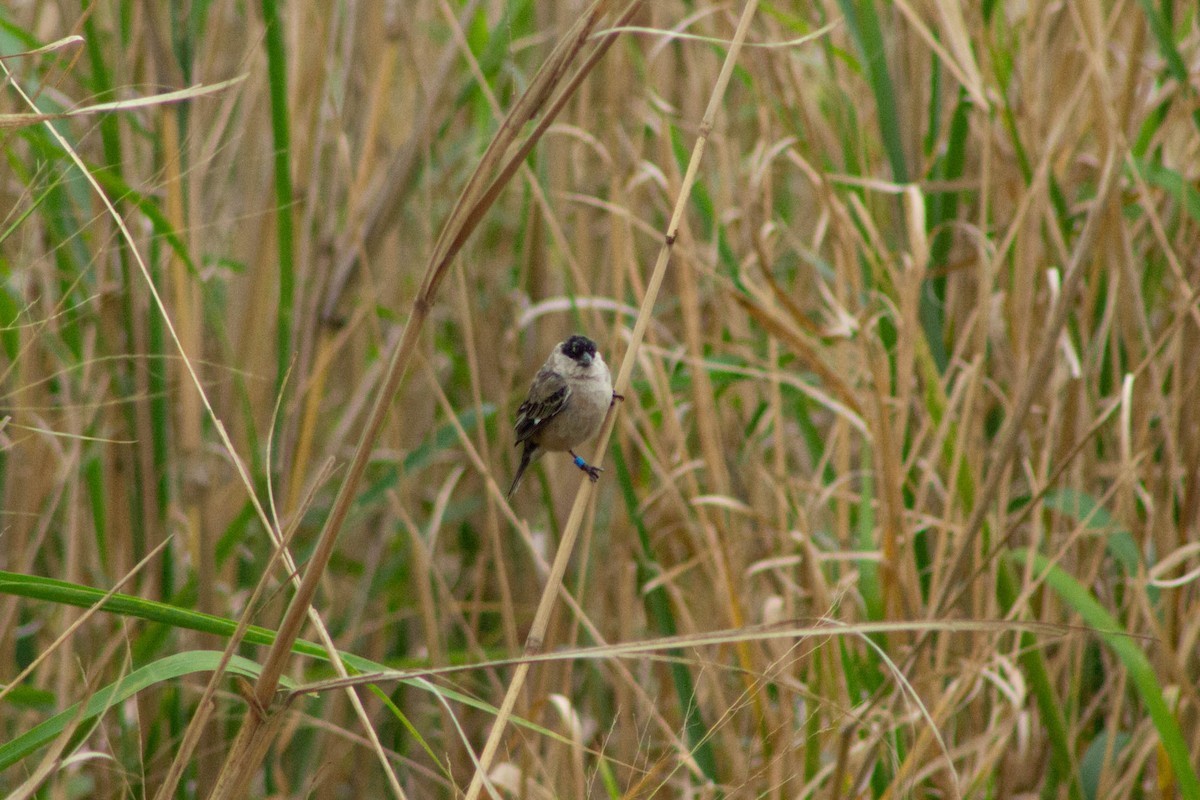 Pearly-bellied Seedeater - ML644272297