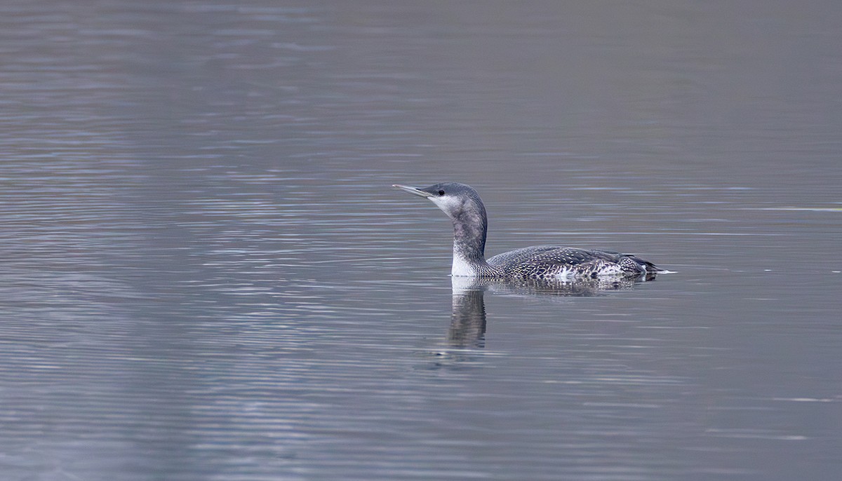 Plongeon catmarin - ML644272298