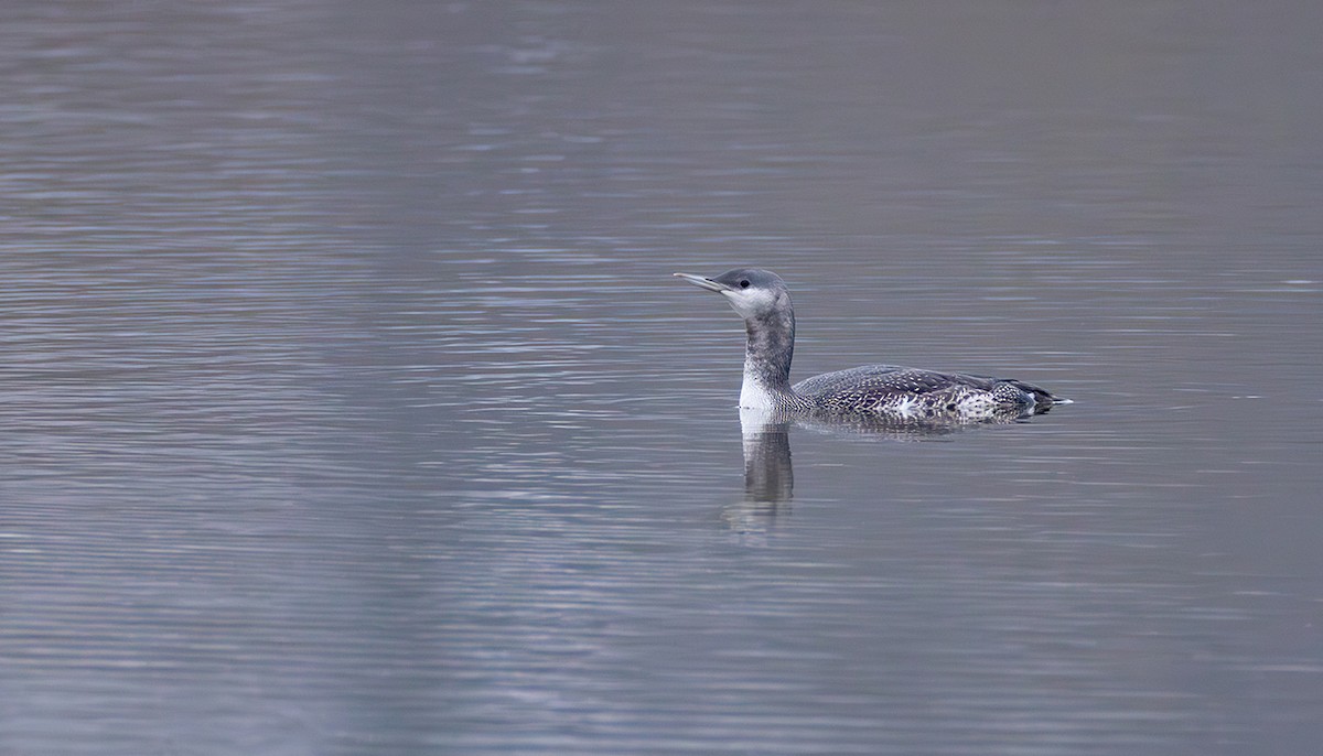 Plongeon catmarin - ML644272299