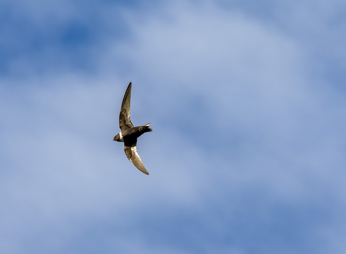 halsbåndseiler - ML644272301