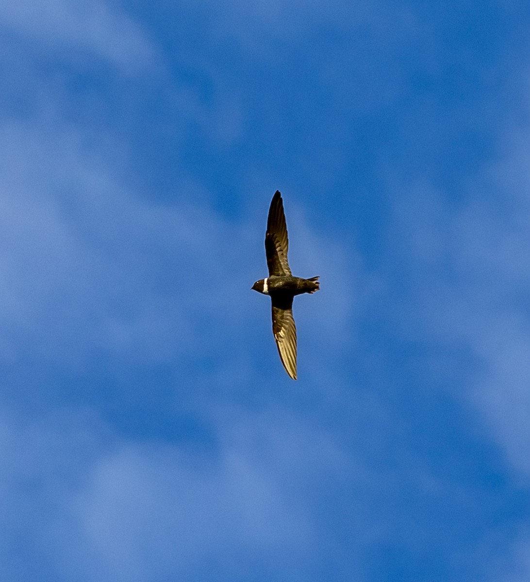 halsbåndseiler - ML644272302