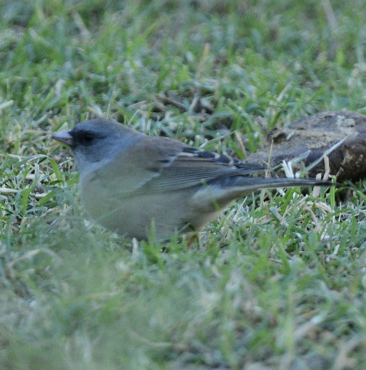 Dark-eyed Junco (Pink-sided) - ML644272312
