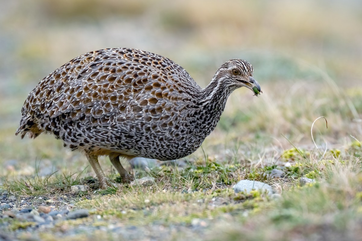 tinama patagonská - ML644272327