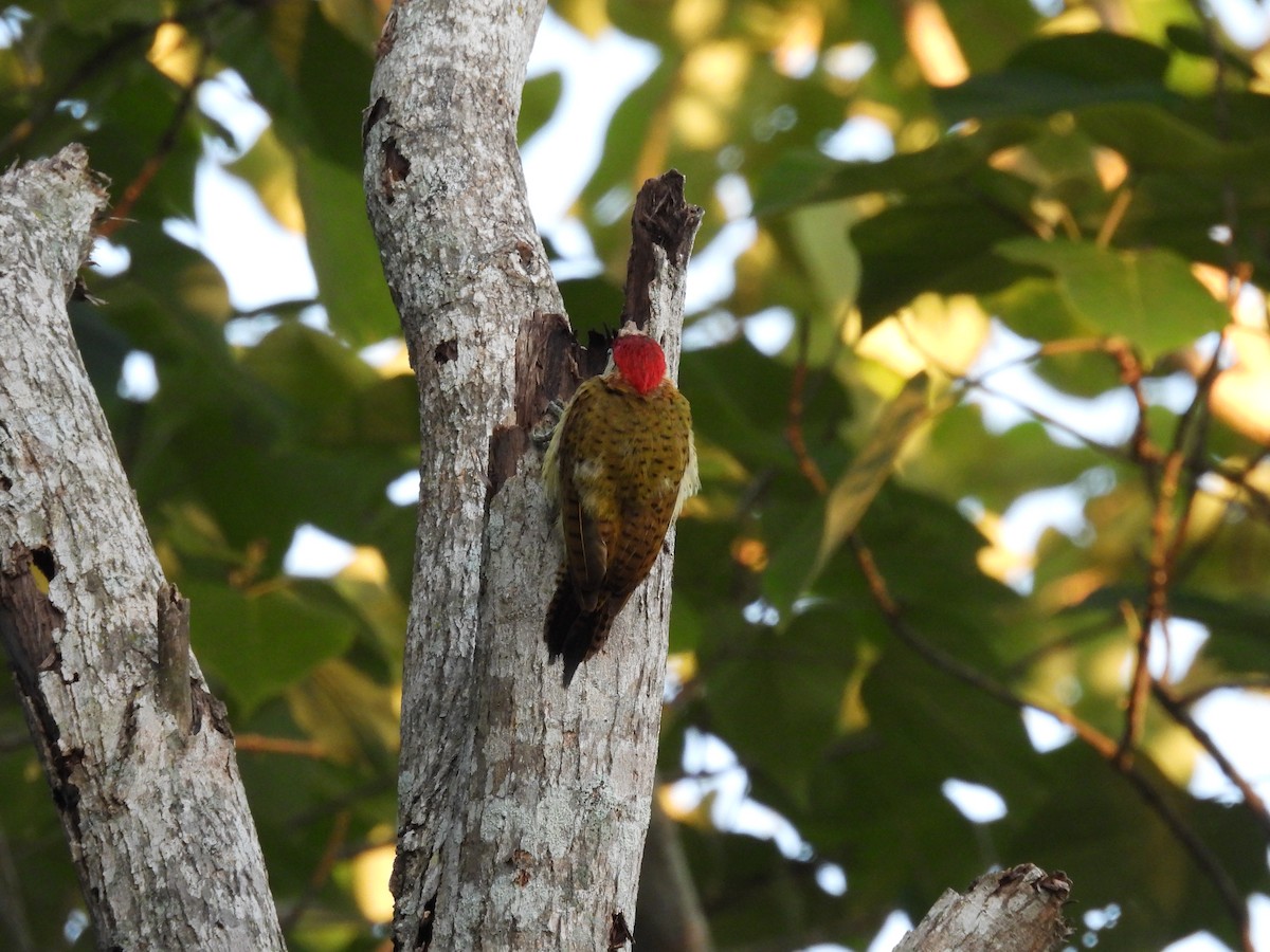 Spot-breasted Woodpecker - ML644272330