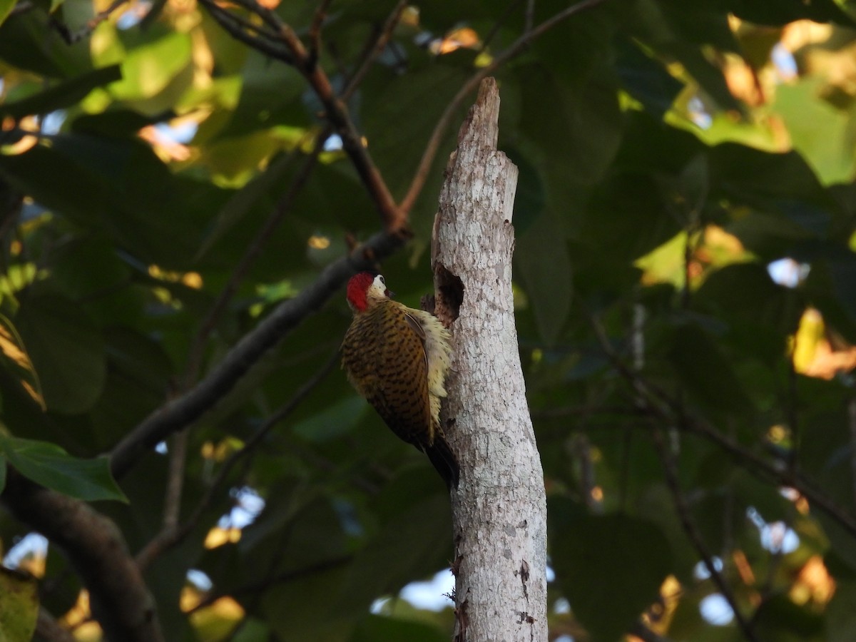 Spot-breasted Woodpecker - ML644272331