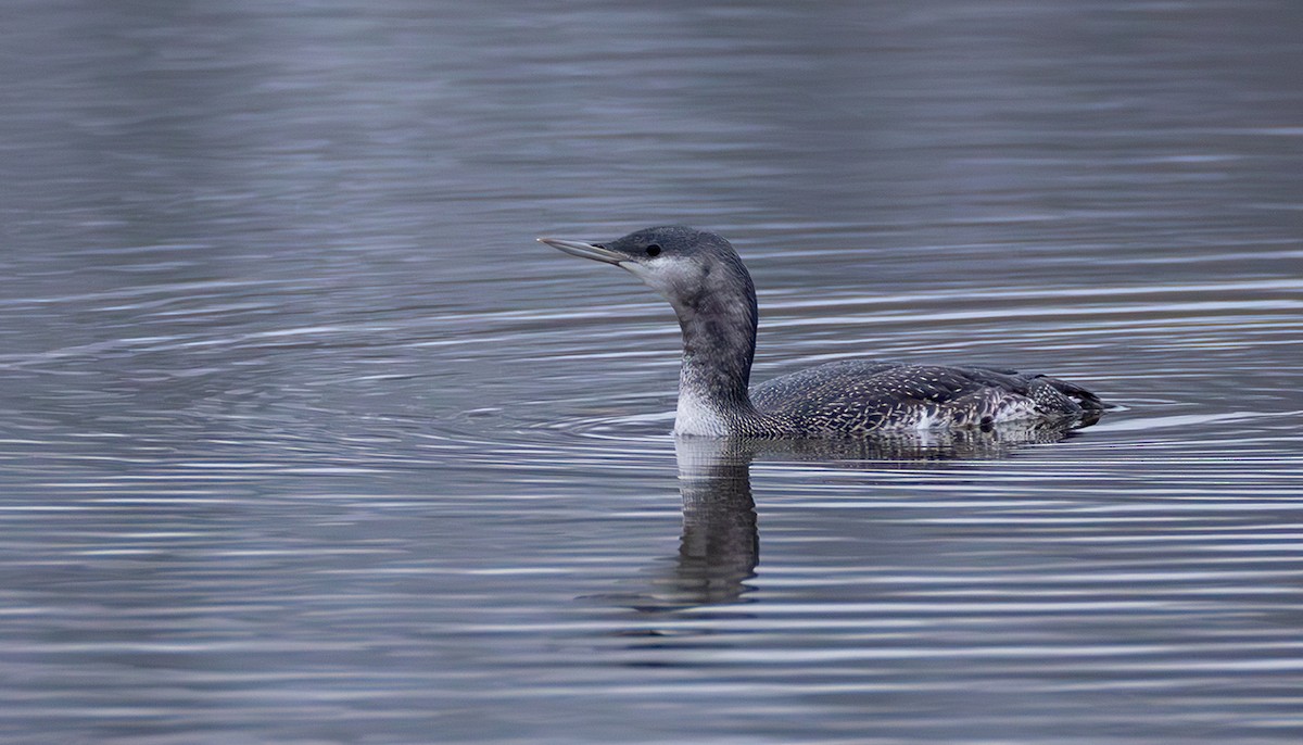 Plongeon catmarin - ML644272333