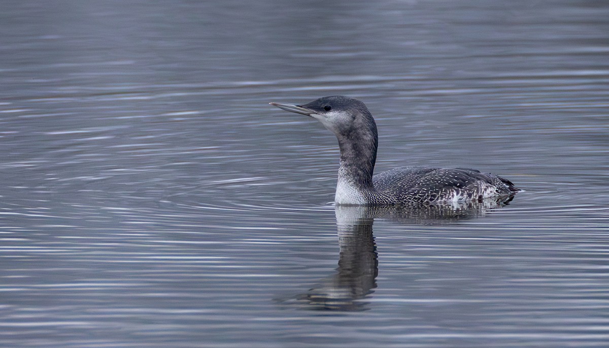 Plongeon catmarin - ML644272334