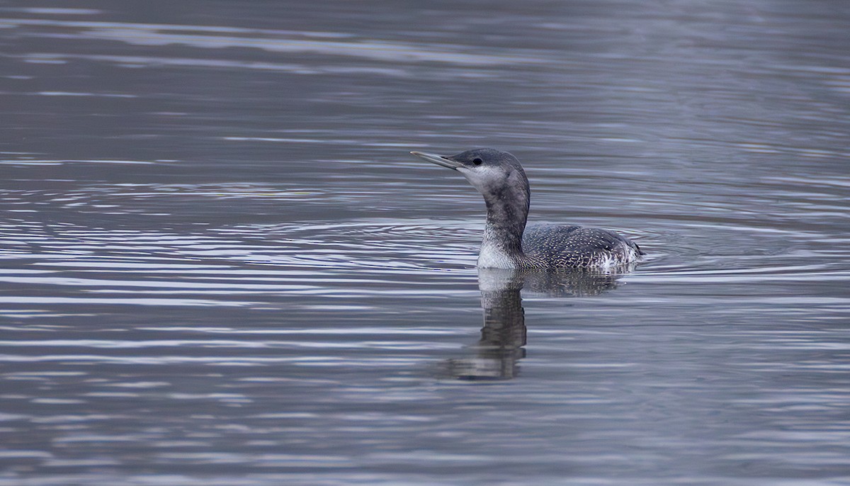 Plongeon catmarin - ML644272335