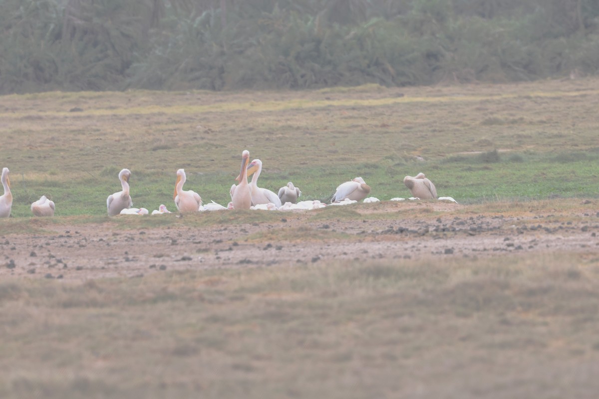 Great White Pelican - ML644272351