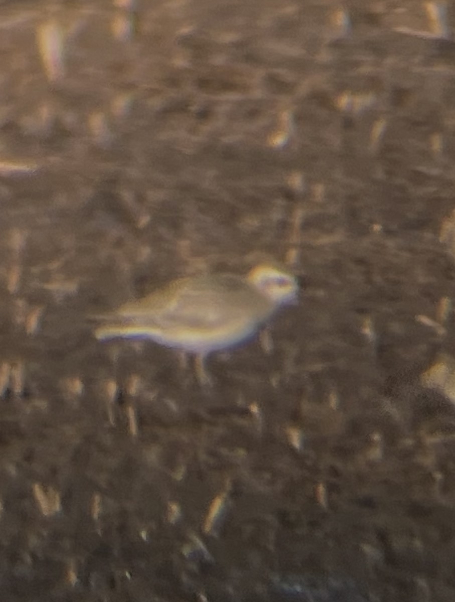 American Golden-Plover - ML644272370