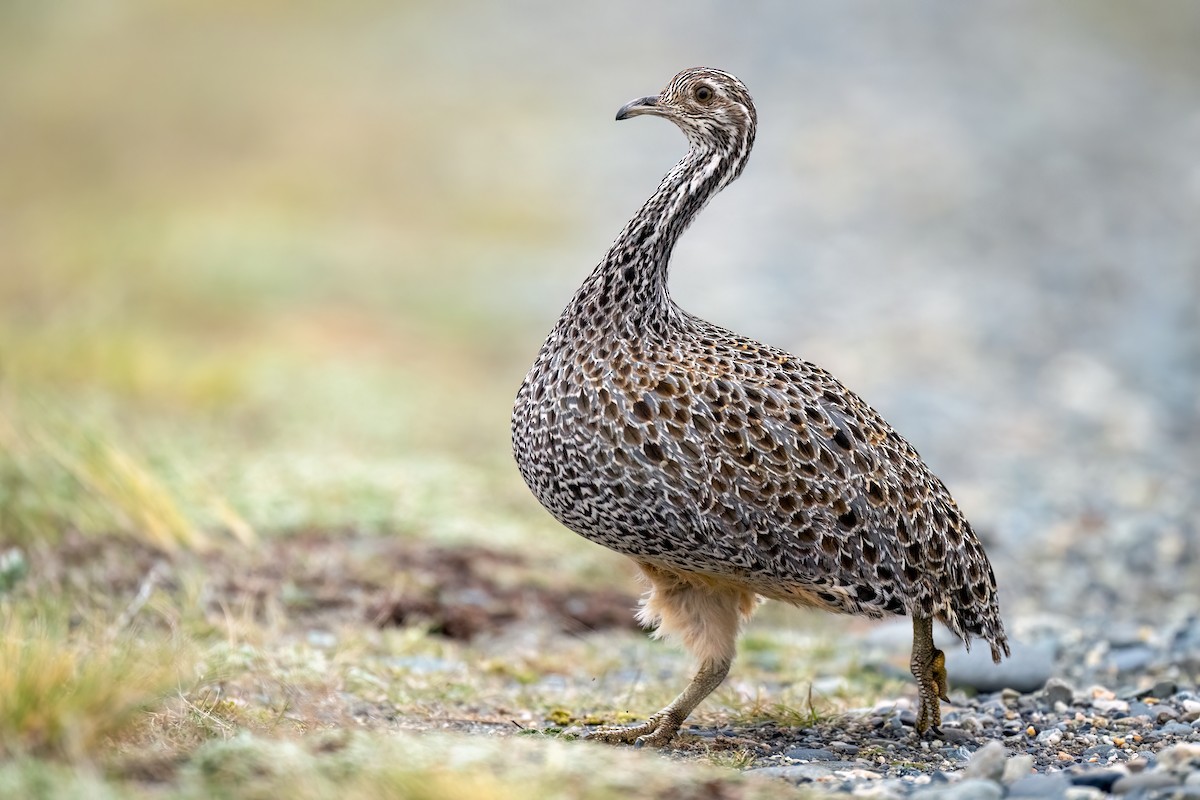 Patagonian Tinamou - ML644272371