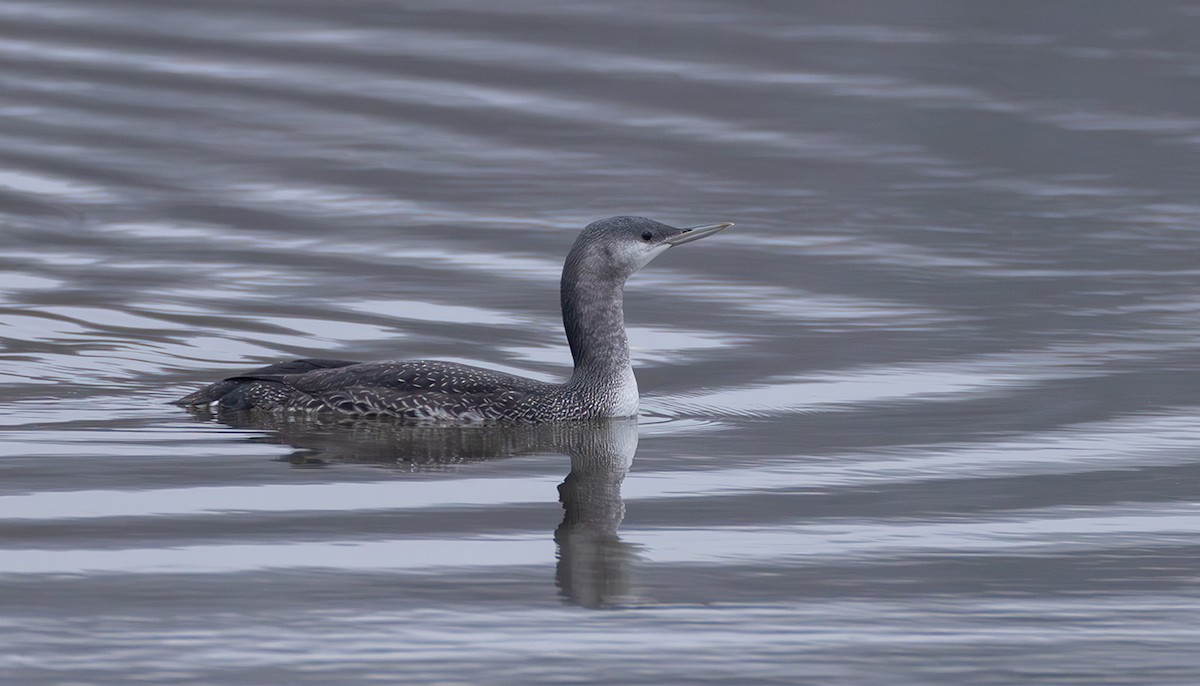 Plongeon catmarin - ML644272383