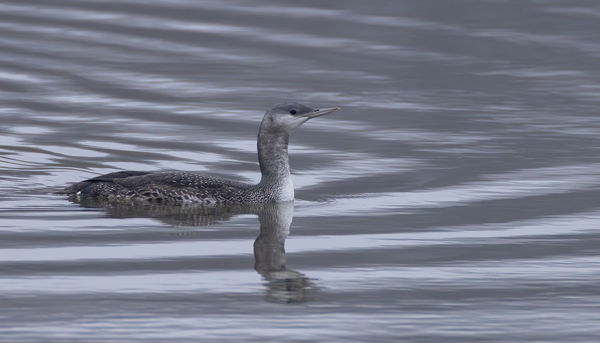Plongeon catmarin - ML644272384